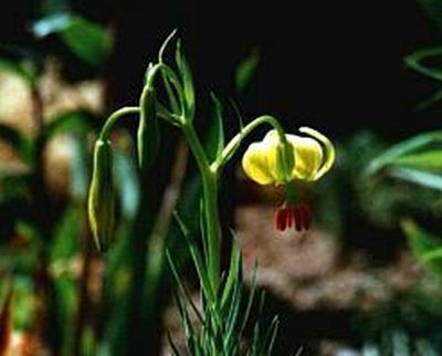 Gelbe Pyrenäenlilie